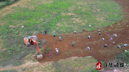 江华：千斤拔喜迎丰收 振兴路上药香浓