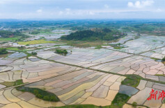永州冷水滩：农田平整如镜 阡陌纵横美如画