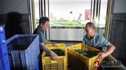 江华：凌晨茶飘香