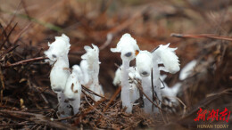 道县：首次发现国家近危级珍稀植物水晶兰