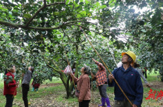 道县：“柚”到开花季 疏花授粉忙