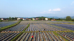 双牌：450亩雪茄烟叶完成大田移栽 烟农种下致富新希望