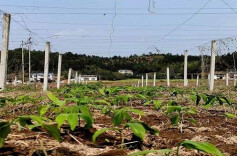 炎陵：行业协会示范引领 用心培优经营主体