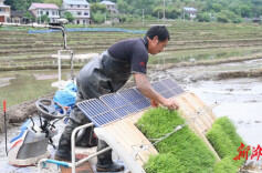 永州冷水滩：机械插秧效率高 跑出春耕生产“加速度”
