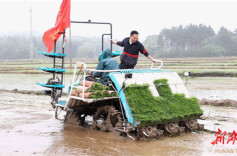 提单产 促增收 永州机械化合理密植推广忙