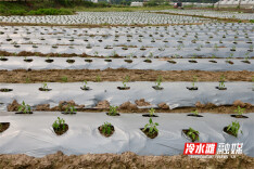 永州冷水滩：农田“环保衣”赋能乡村生态振兴