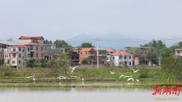 道县：白鹭翩飞 尽显和谐生态之美