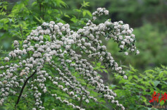 道县：火棘花开白如雪 暮春美景满枝头