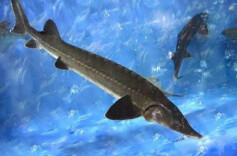 安徽境内长江支流发现野生中华鲟