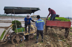 江南镇：春耕好时节 早稻插秧忙