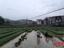 新田：田间“扯秧”忙