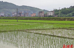 蚣坝镇：全面推进早稻移栽，助力粮食稳产增收