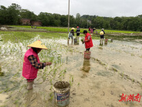 道县：庆“五一”助农插秧忙