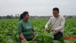 道县：“110”接警式指导服务 护航烟农增产增收