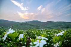 约起，去宁乡看栀子花开！2024长沙乡村欢乐跑第二站报名今日启动