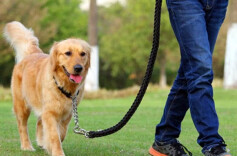 北京2024年养犬年检5月1日启动，养犬业务可“掌上办”