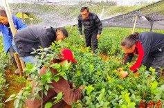 道县新扩源油茶基地2万亩