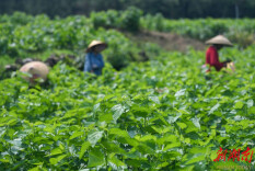 组图新闻｜道县：种桑养蚕助增收