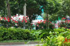 冷水滩：月季盛放 一路繁花