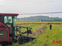 道县万家庄街道：油菜迎丰收 群众笑开颜