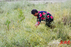 道县梅花镇：油菜丰收喜开镰