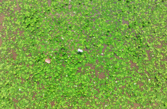 道县：头茬藕尖 抢“鲜”上市