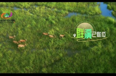 “五一”大戏，It’s show time（下）