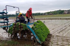 道县：“五一”劳动不打烊 春耕忙插秧
