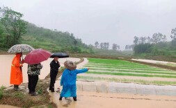 新田： 一线督查护航早稻生产