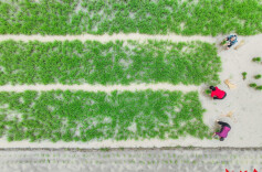 湖南道县：立夏农事忙