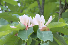 道县：厚朴花开挂满枝 云雾缭绕美如画