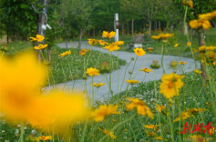 组图 | 立夏时节 金鸡菊开