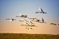 八万游客 扎龙湿地赏鹤