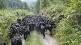 湘乡农商银行：铺就幸福“羊”关路