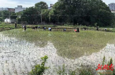 冷水滩区政协机关党员插秧忙