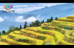 “三湘四水 相约湖南”：稻穗飘香谷满仓