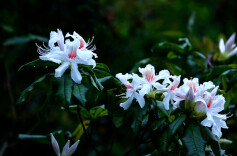 这两款杜鹃新朋友，你在湖南阳明山见过吗？