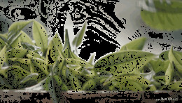 为什么茶越喝越渴？真相在这里！