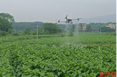 道县白马渡镇：无人机飞进烟田间 科技强农促振兴