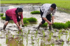 道县梅花镇：边远小块水田披绿装