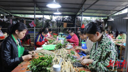 道县：培育良种油茶苗 为“绿色银行”增利