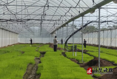 永州市人大代表引领农村合作社育秧新潮流  集体经济迈向新篇章