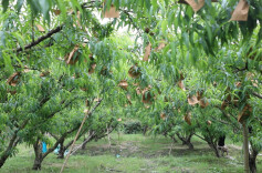 道县：抢抓时节为黄桃穿防虫“衣”