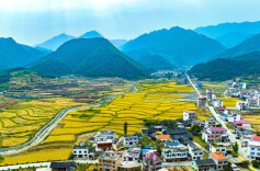 特色产业“枝繁叶茂” 和美武冈“百花齐放”