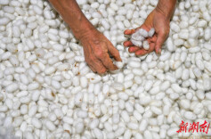 道县：蚕茧丰收助增收（组图）