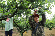 道县：李子疏果 提质增效