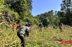 【优化营商环境】上蒲溪瑶族乡：党员干部齐上阵 助企丰收在行动