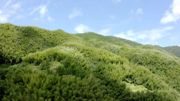 双牌何家洞镇：竹加工敲开“致富门”