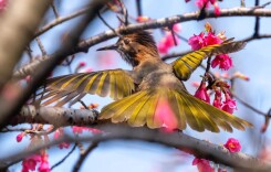 肖凌之:小区林中的鸟儿