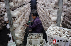 江华涛圩镇：食用菌产业助力乡村振兴